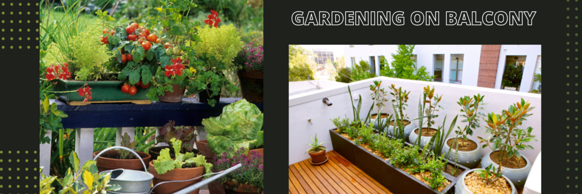Best Tips to Do Kitchen Gardening on Your Balcony