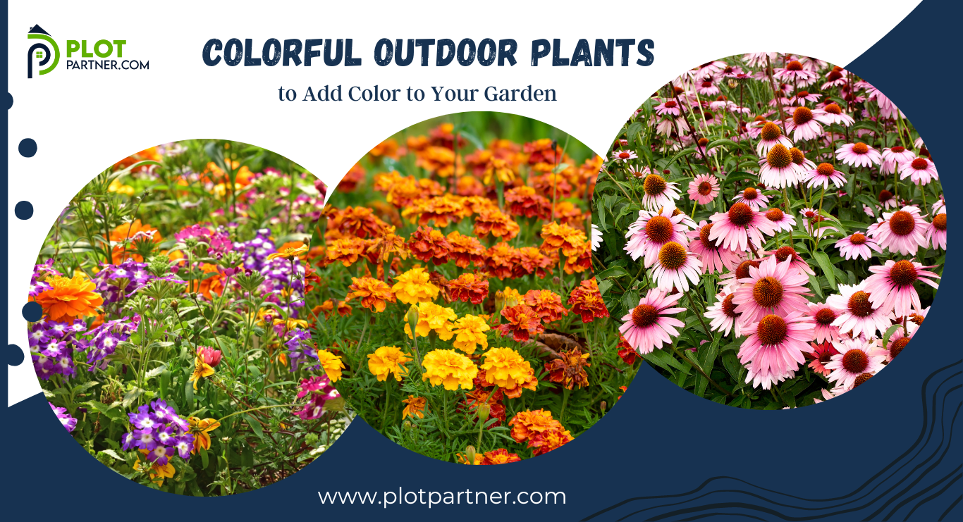 12 Colorful Outdoor Plants to Add Color to Your Garden